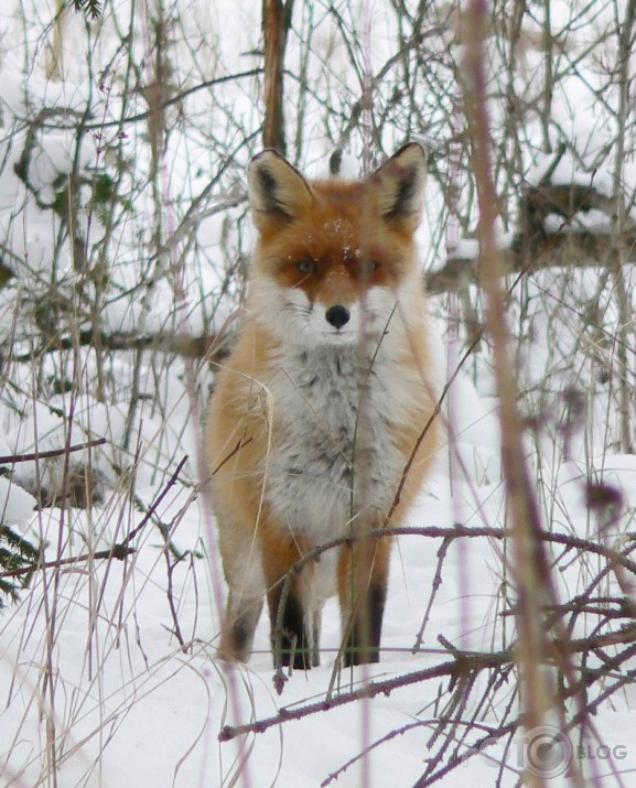 Lapsu kūmiņš