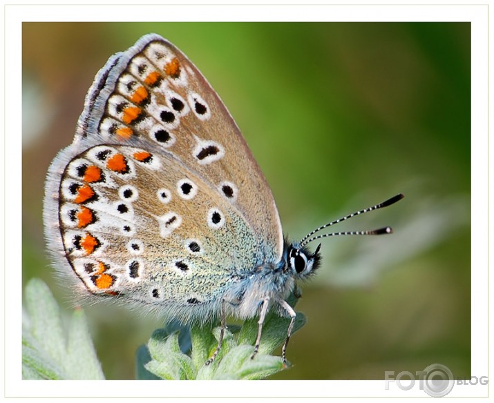 Polyommatus icarus (Parastais zilenītis)