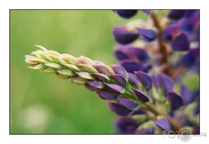 Lupinus perennis