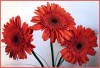 gerberas