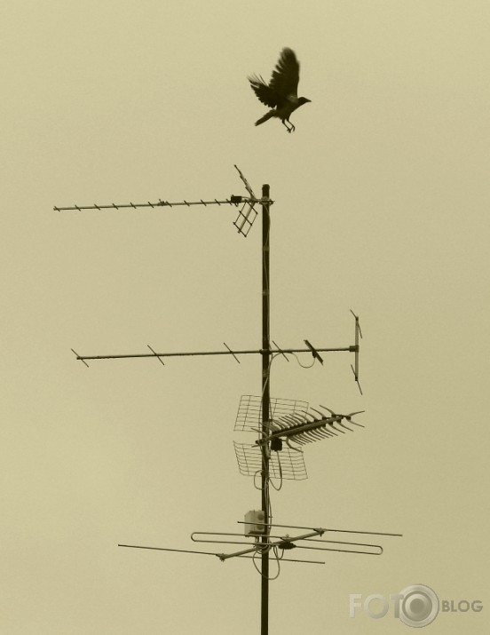 antena
