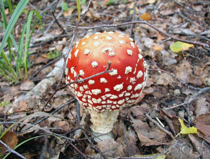 SĒŅOTAVĀ ...