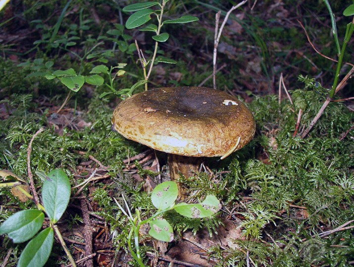 SĒŅOTAVĀ ...