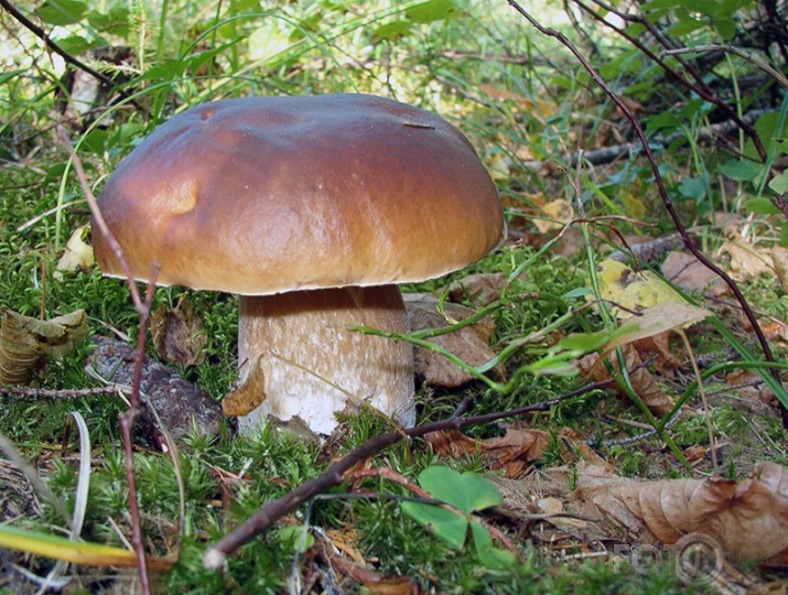 SĒŅOTAVĀ ...