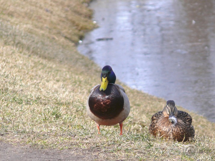 pēdējais ledus