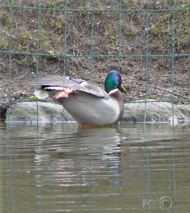 pēdējais ledus