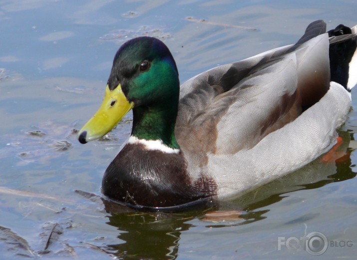 pēdējais ledus