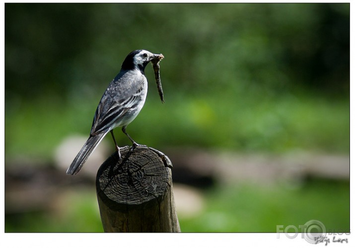 Motacilla alba dodas pusdienās!