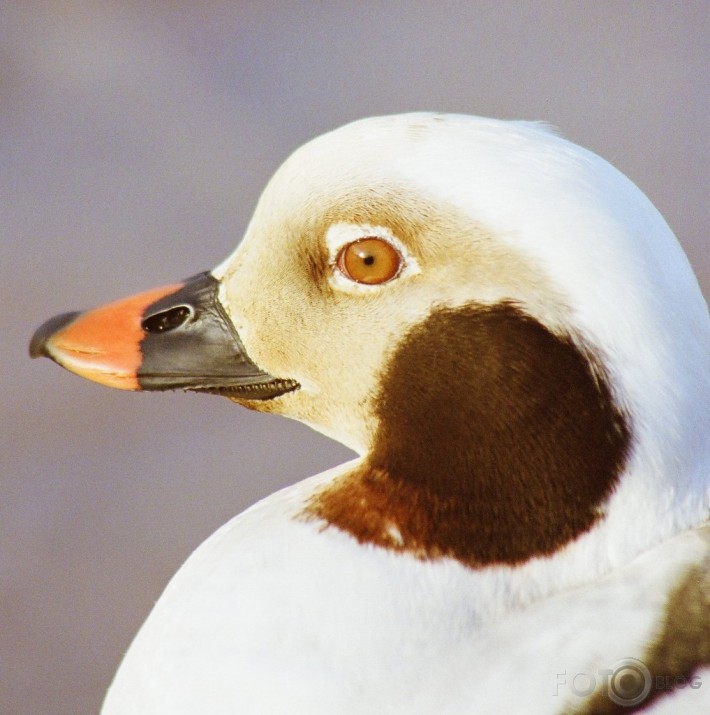 Kākauļa izrādīšanās