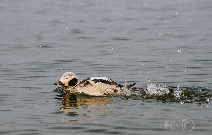 Kākauļa izrādīšanās