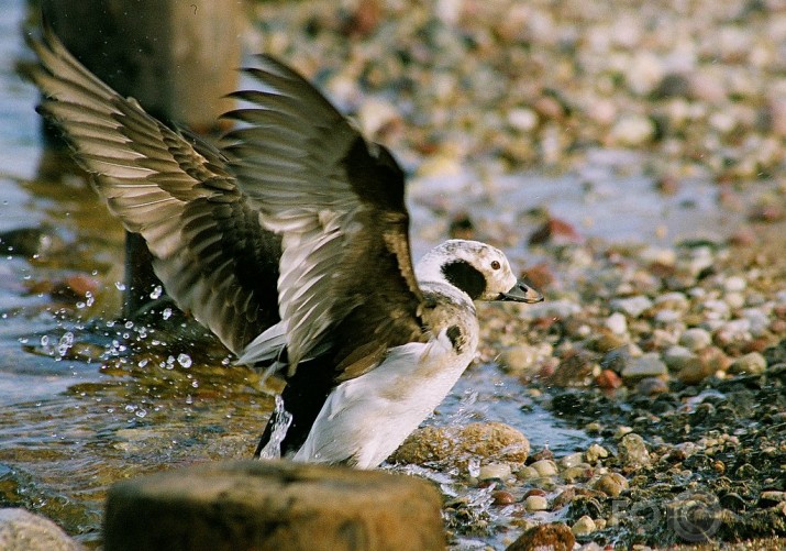 Kākauļa izrādīšanās