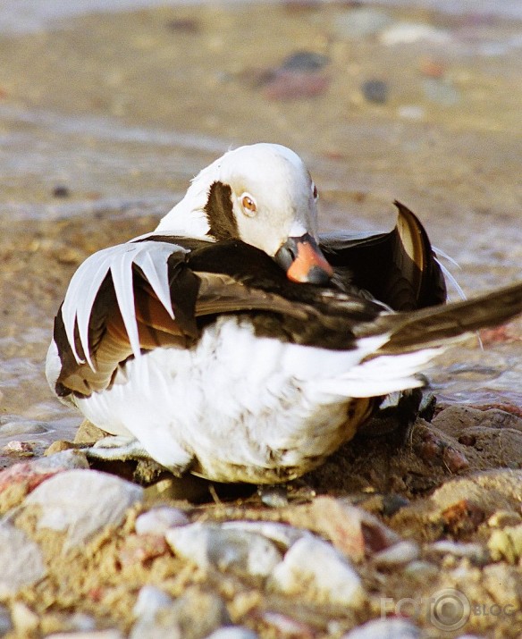 Kākauļa izrādīšanās