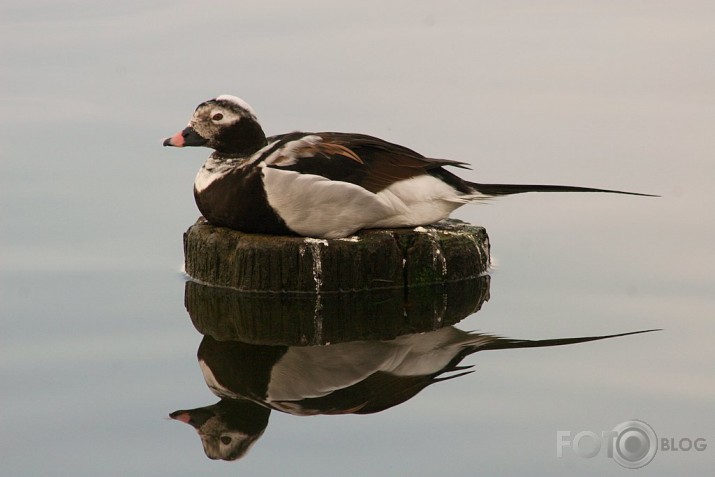 Kākauļa izrādīšanās