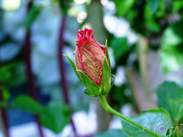 Ķīnas roze