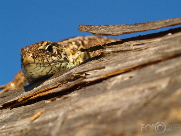 Lacerta agilis no Bažu purva