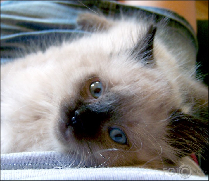 Puma (: