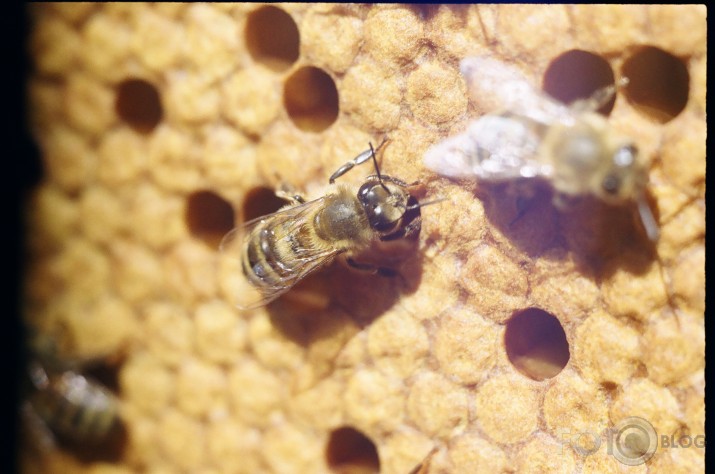 bites
