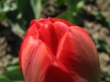 Tulpe...