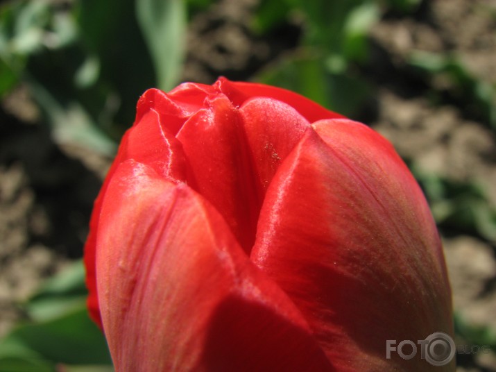 Tulpe...