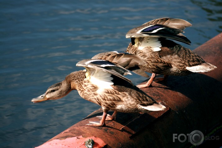 ducks