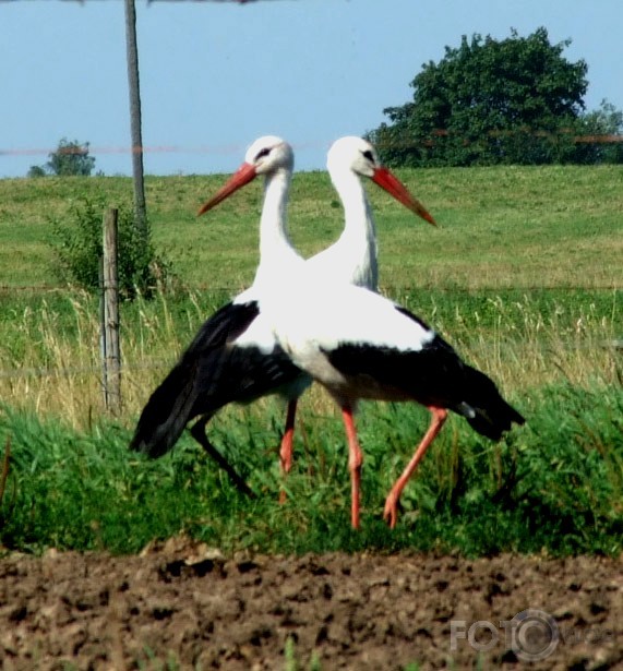 viens ceļš abiem