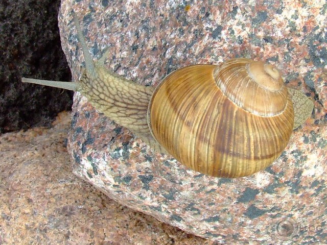 Gliemezis