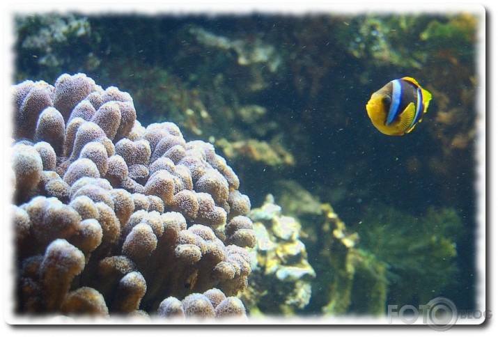 Nemo pasaulē.