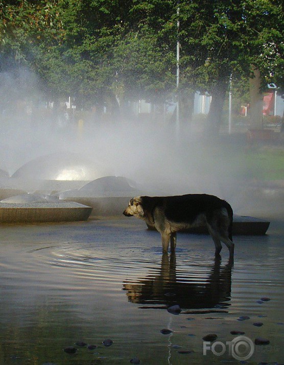 Savādnieks.