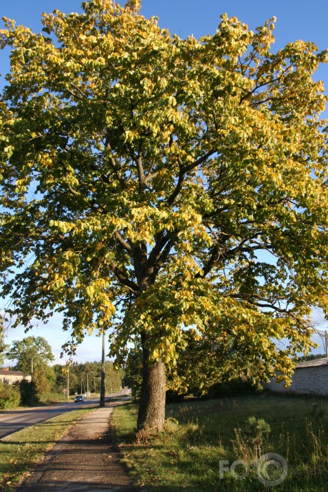 Vai tiešām rudens jau klāt?