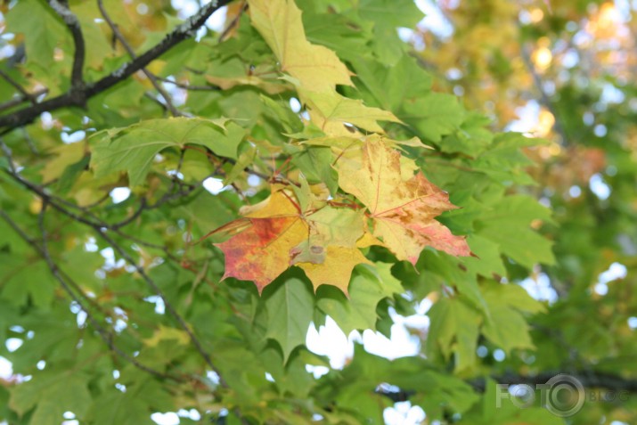 Vai tiešām rudens jau klāt?