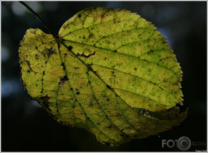 rudens