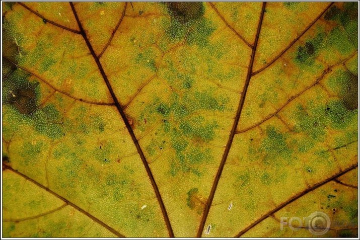 rudens