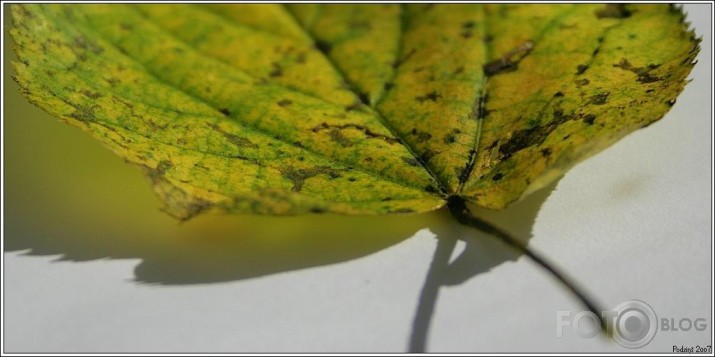 rudens