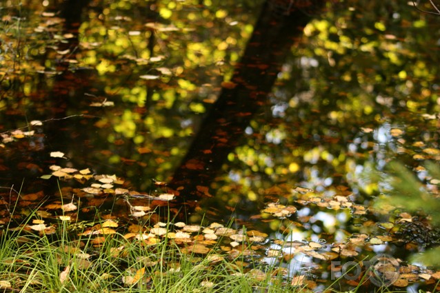 Rudens manā pilsētā un arī laukos :D