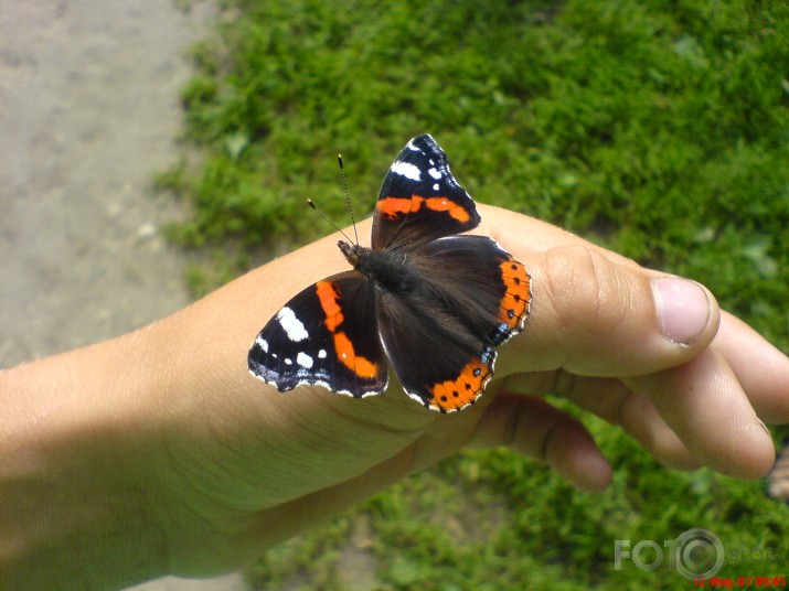 de butterfly