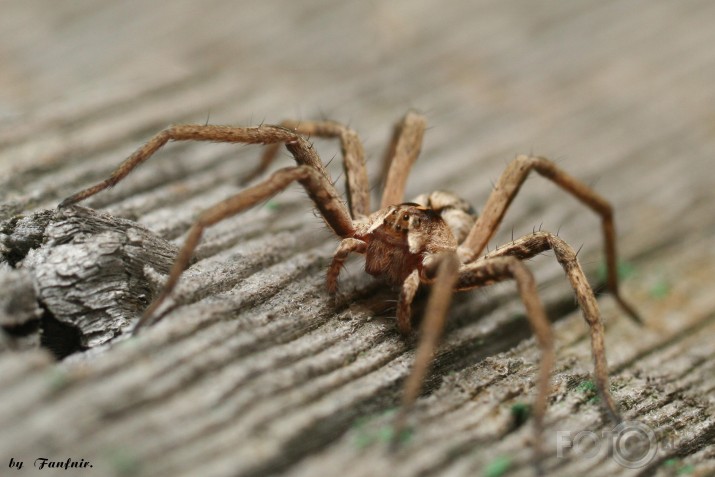 makro medības.