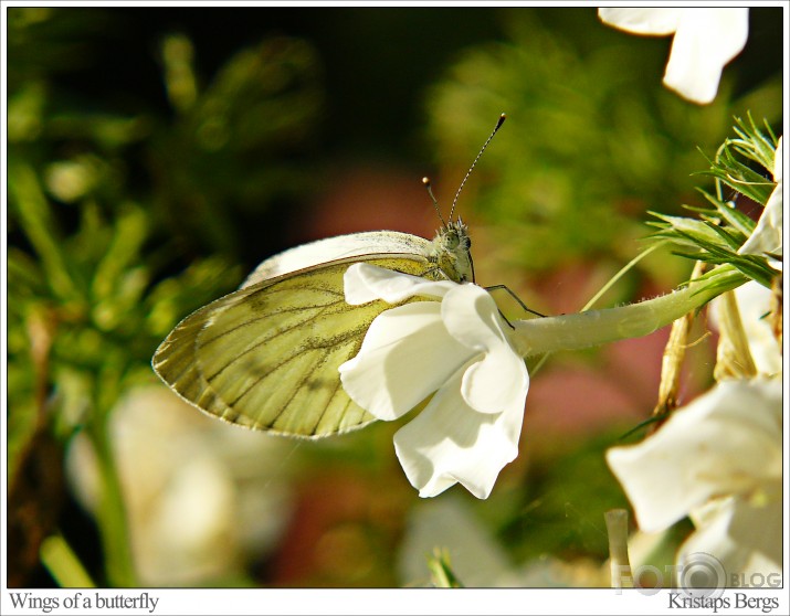 wings of a butterfly