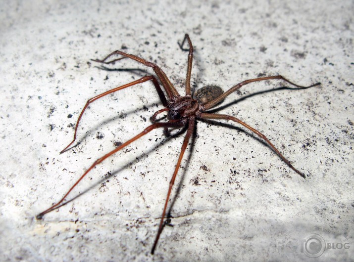 The Giant House Spider (skatīt linkā)