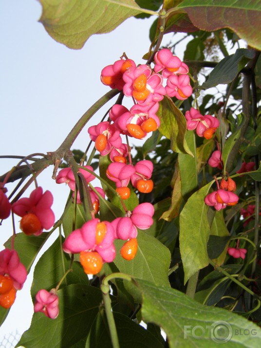 mūsu rudens
