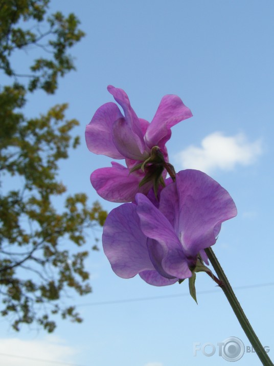 mūsu rudens