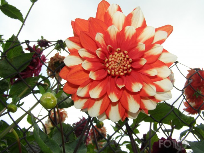mūsu rudens