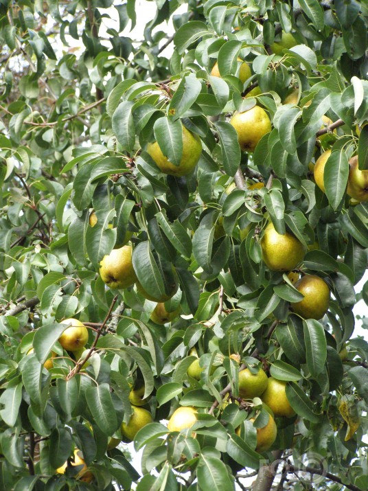 mūsu rudens