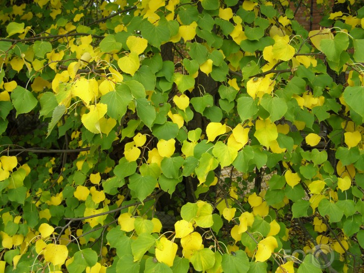mūsu rudens
