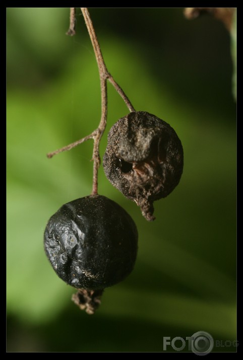 Rudens pieskariens.