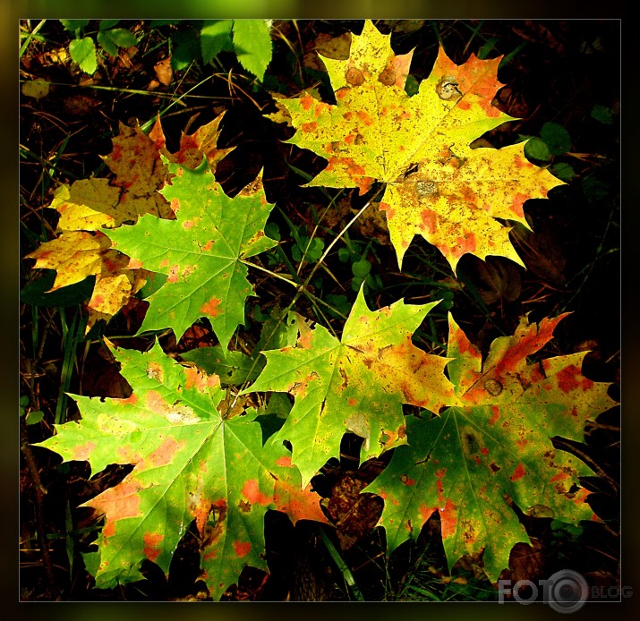 Rudens