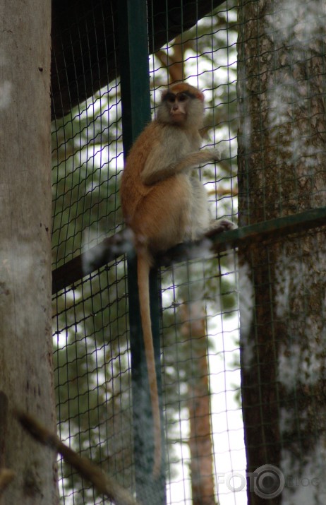 Vienkārši Zoo