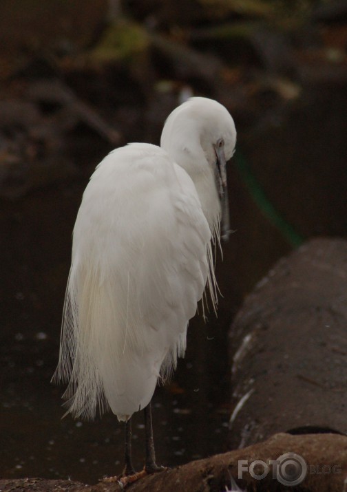 Vienkārši Zoo