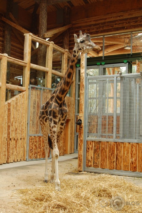Vienkārši Zoo
