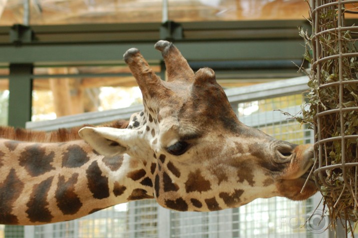Vienkārši Zoo