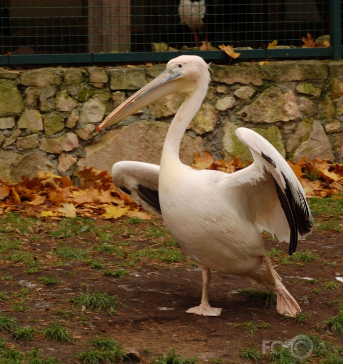 Vienkārši Zoo